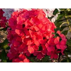 Флокс Phlox Маргарита